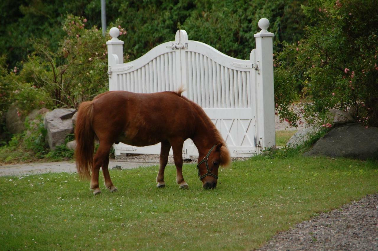 Ostseepferdehof Neukirchen  Eksteriør billede